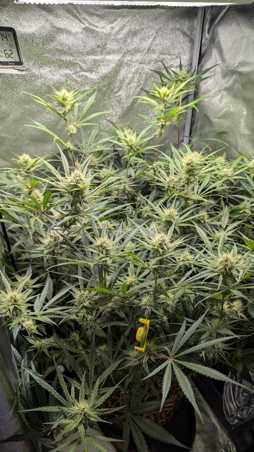 Autoflower Pastry Series - Apple Strudel. Week 8