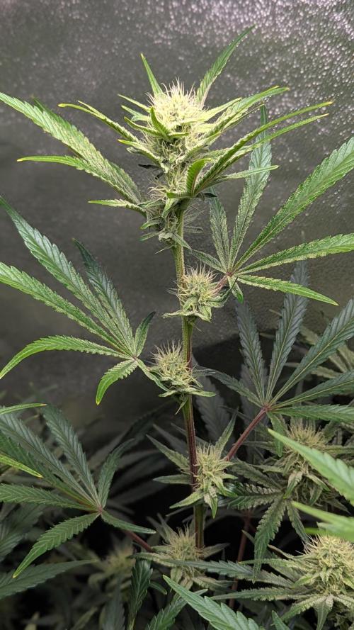 Autoflower Pastry Series - Apple Strudel. Week 8