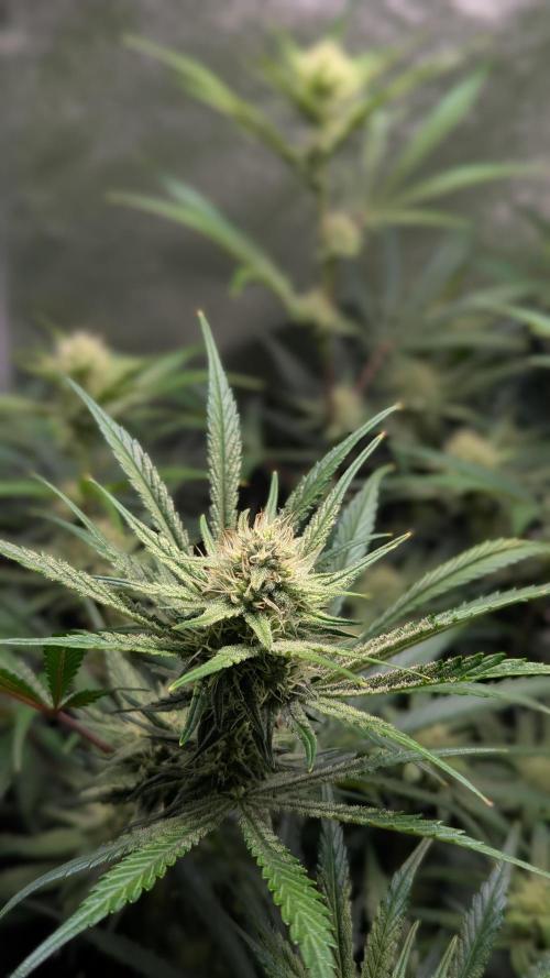 Autoflower Pastry Series - Apple Strudel. Week 8