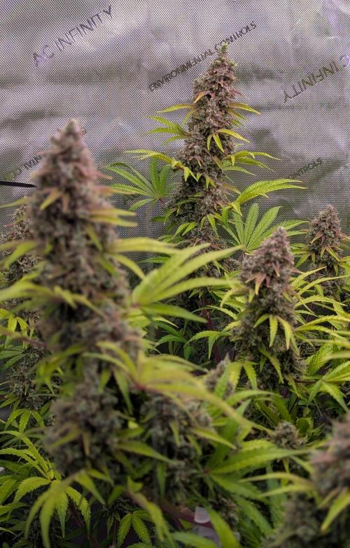Deadhead OG Auto Grow. Week 14