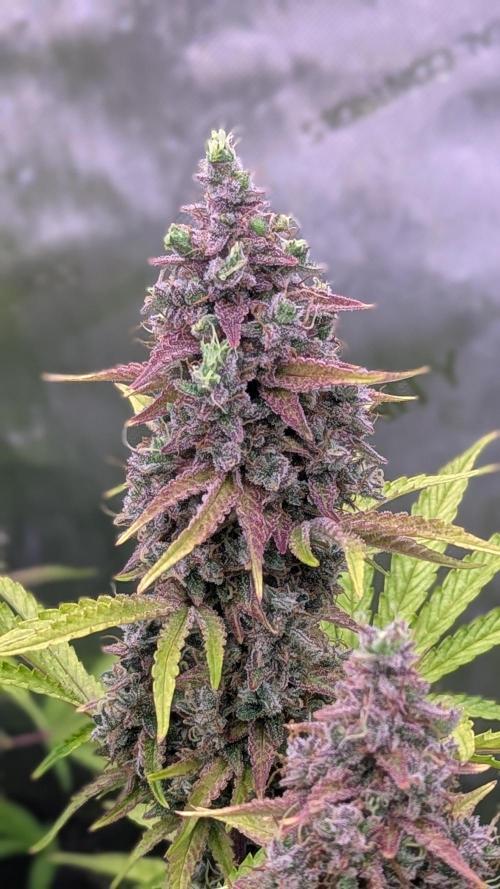 Deadhead OG Auto Grow. Week 14 - Light foxtailing is starting on some colas. I turned the lights down a bit.