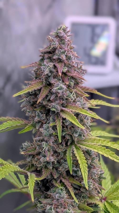 Deadhead OG Auto Grow. Week 14