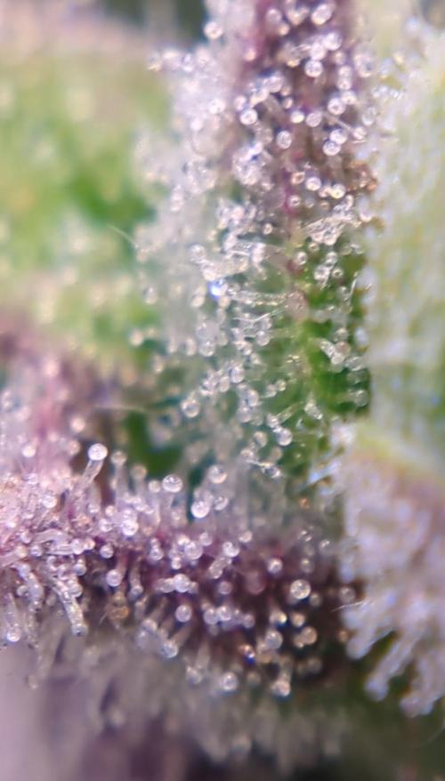 Deadhead OG Auto Grow. Week 14 - Trichomes look mature enough to harvest. I'll begin selective harvesting soon.