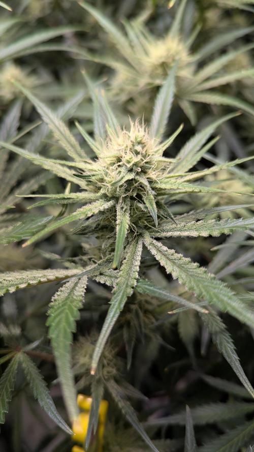 Autoflower Pastry Series - Apple Strudel. Week 9