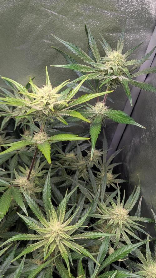Autoflower Pastry Series - Apple Strudel. Week 9