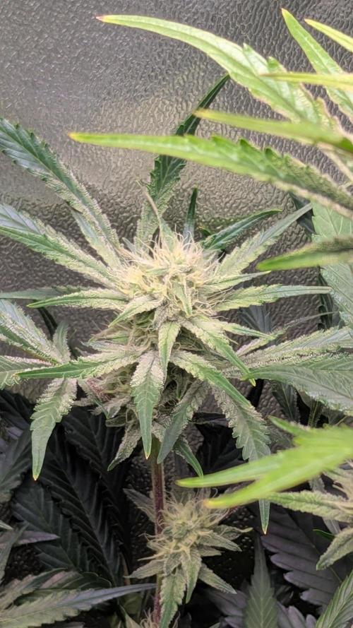 Autoflower Pastry Series - Apple Strudel. Week 9