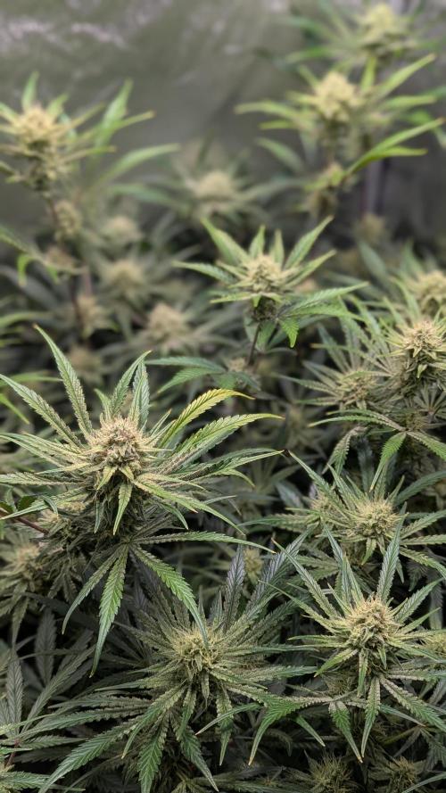 Autoflower Pastry Series - Apple Strudel. Week 9