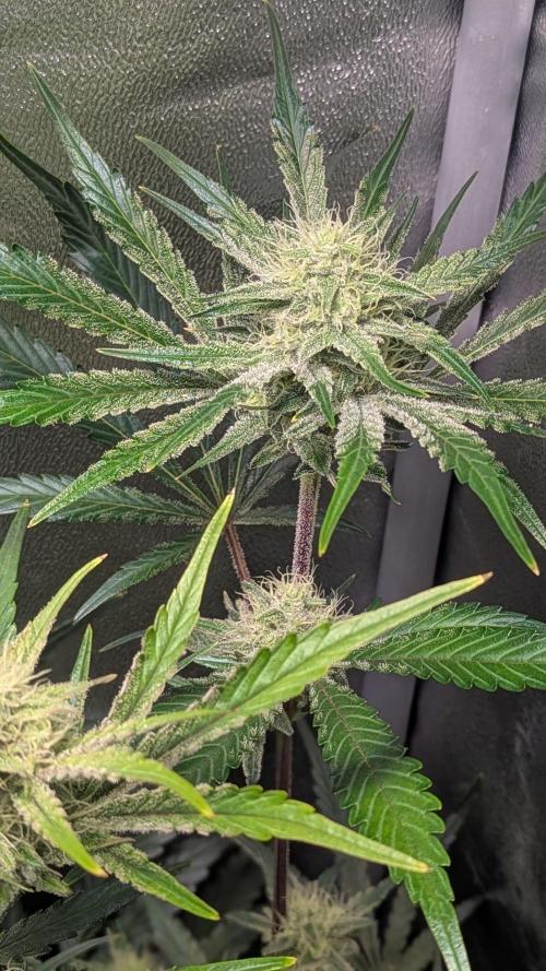 Autoflower Pastry Series - Apple Strudel. Week 9
