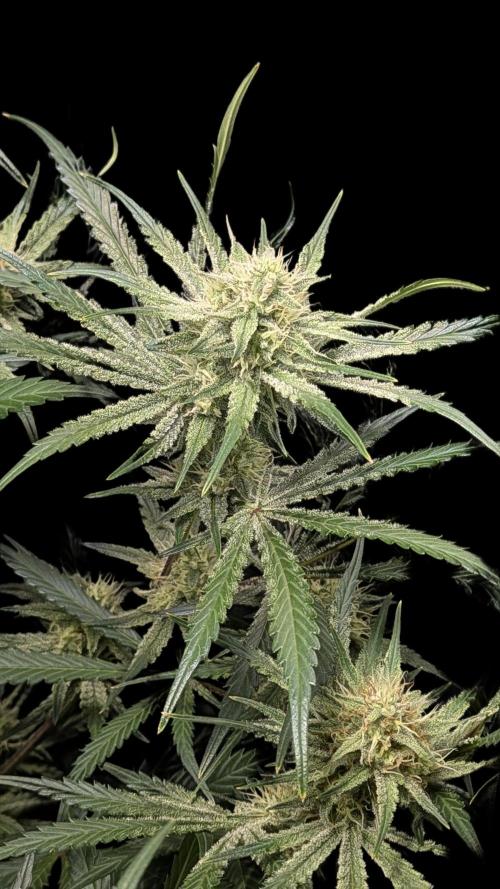 Autoflower Pastry Series - Apple Strudel. Week 9