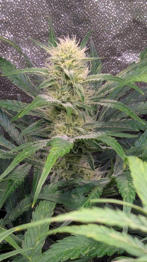 Autoflower Pastry Series - Jelly Donutz. Week 9