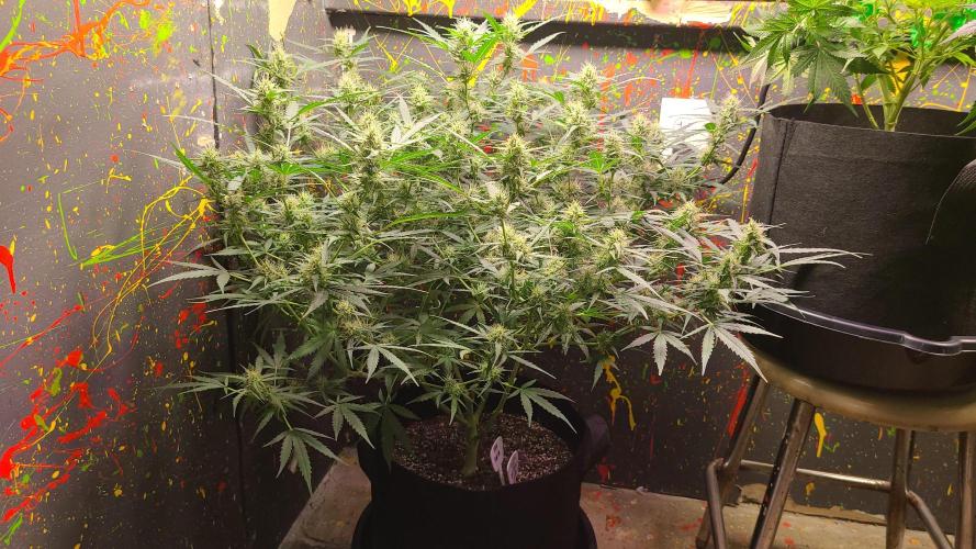 Royal Queens seeds. Week 2