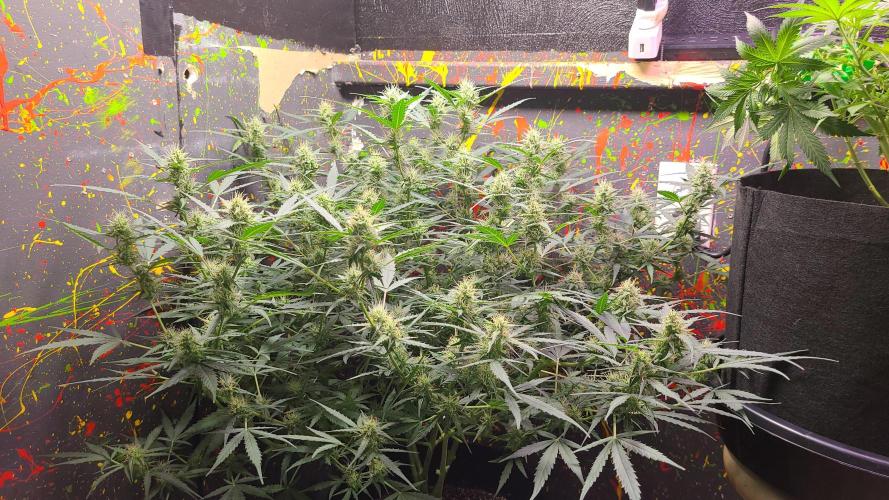 Royal Queens seeds. Week 2