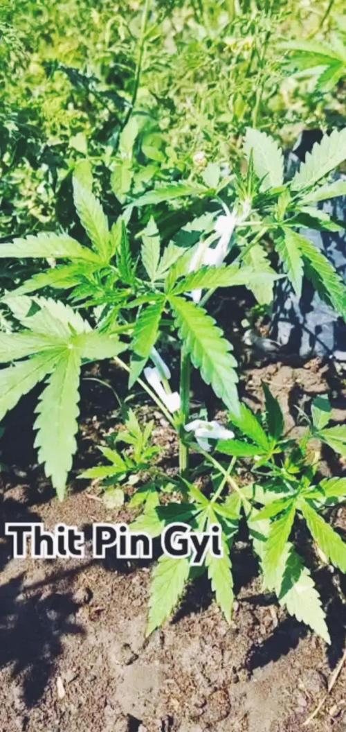 Wedding Cheese Cake Auto - Outdoor 100% Organic