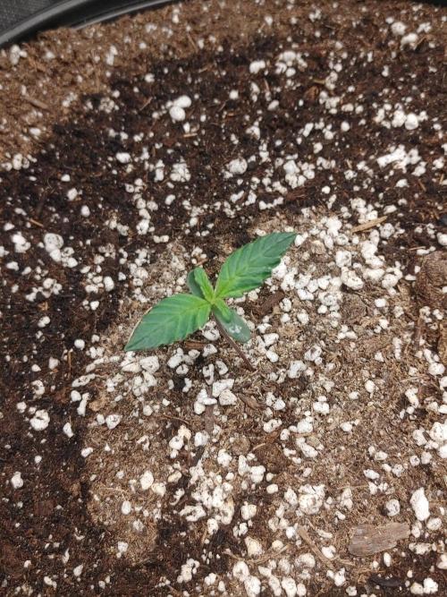 2 2x2's all HSO auto's. Week 0 - SOUR DIESEL