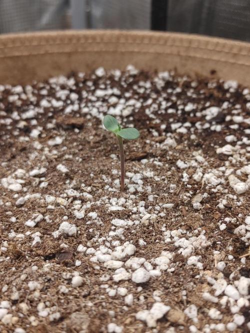 2 2x2's all HSO auto's. Week 0 - LOST COAST SKUNK #2