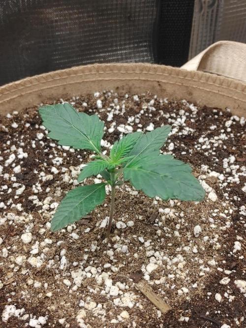 2 2x2's all HSO auto's. Week 0 - BLUE DREAM