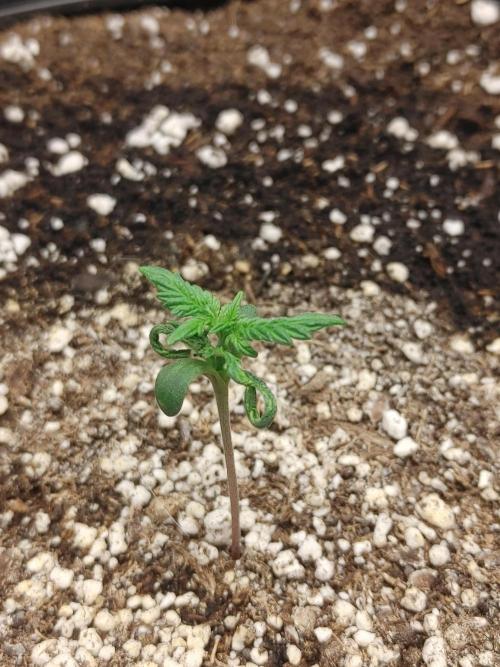 2 2x2's all HSO auto's. Week 0 - LOST COAST SKUNK #1