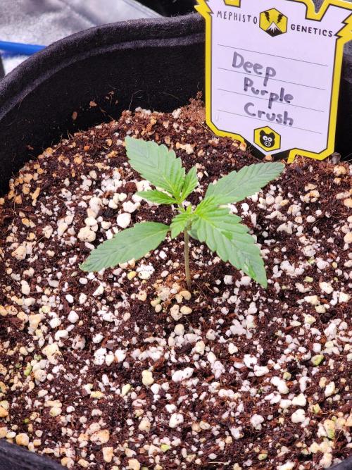 Deep Purple Crush Auto. Week 1