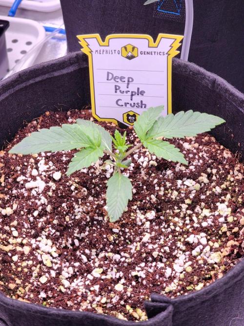 Deep Purple Crush Auto. Week 1