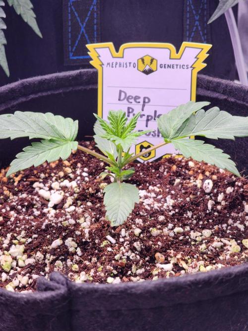 Deep Purple Crush Auto. Week 1