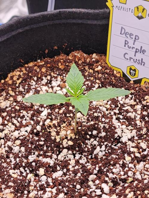 Deep Purple Crush Auto. Week 1