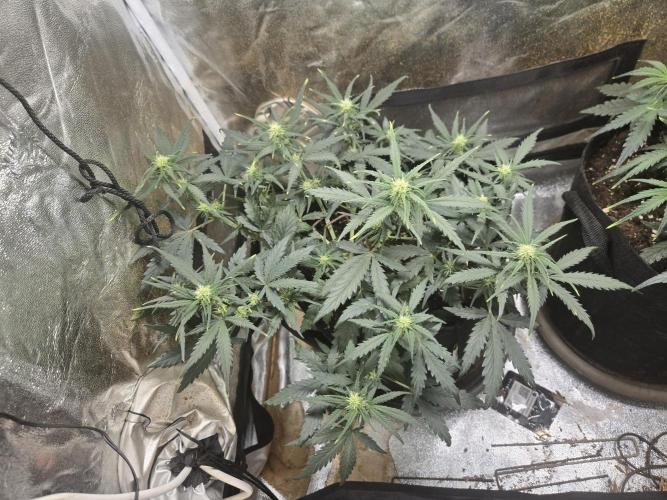 Orange sherbet. Week 5 - Flowering con apex