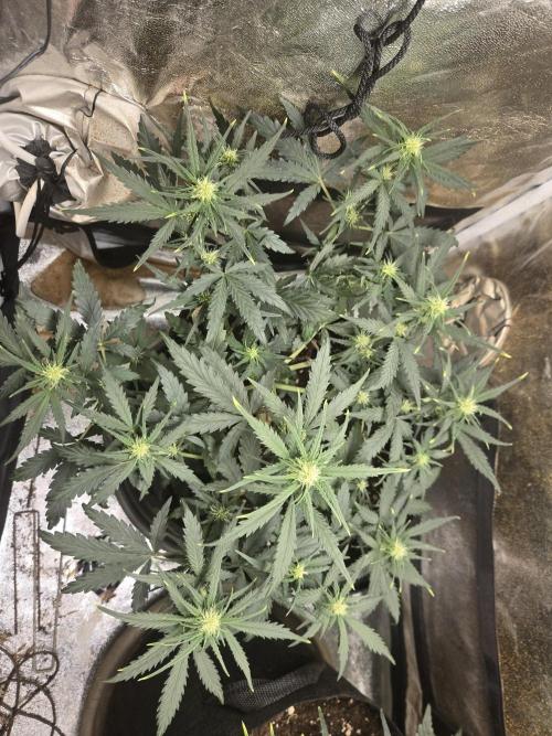 Orange sherbet. Week 5 - Flowering con apex