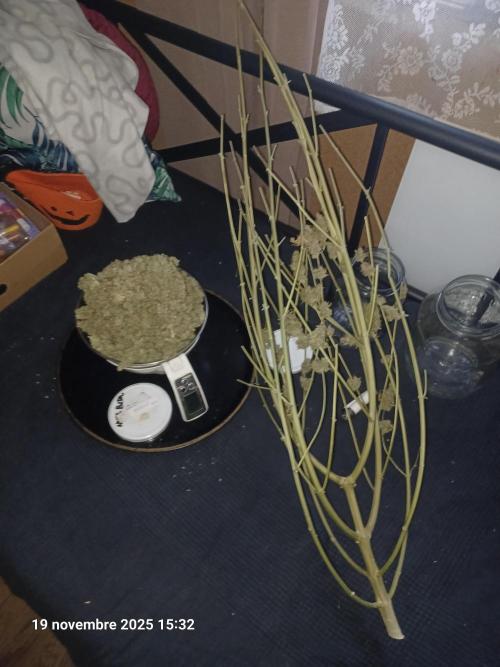 Mimosa & Kush ... RQS. Week 22