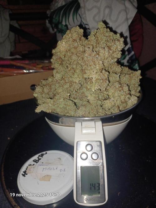 Mimosa & Kush ... RQS. Week 22