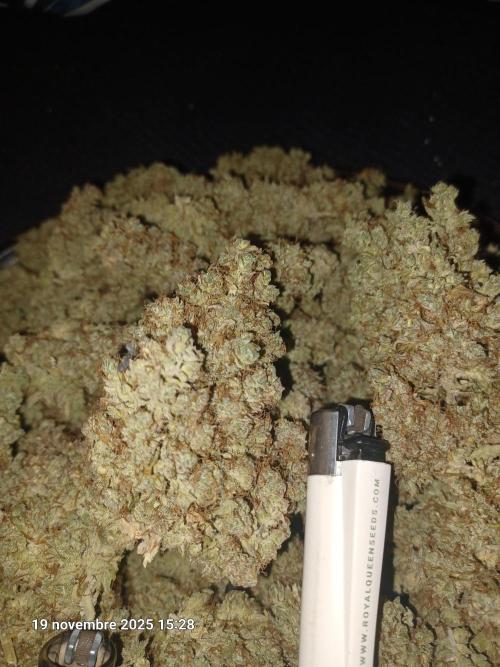 Mimosa & Kush ... RQS. Week 22