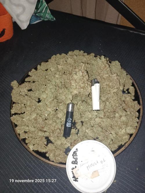 Mimosa & Kush ... RQS. Week 22