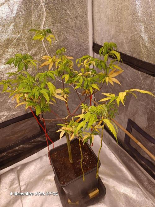 Vers l'inconnu et au-delà... Week 9