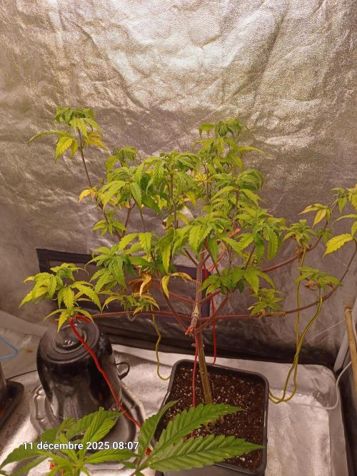 Vers l'inconnu et au-delà... Week 10