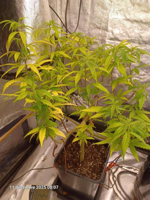 Vers l'inconnu et au-delà... Week 10