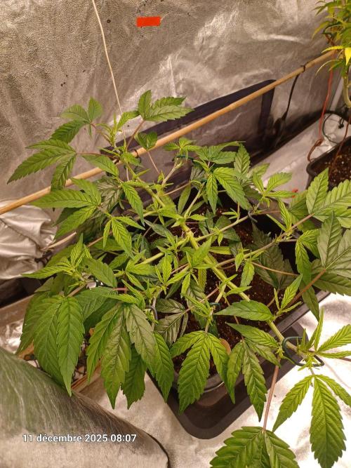 Vers l'inconnu et au-delà... Week 10