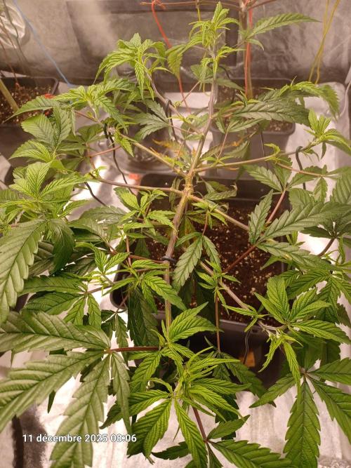 Vers l'inconnu et au-delà... Week 10