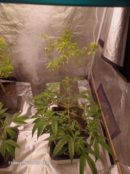 Vers l'inconnu et au-delà... Week 10