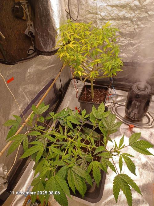 Vers l'inconnu et au-delà... Week 10