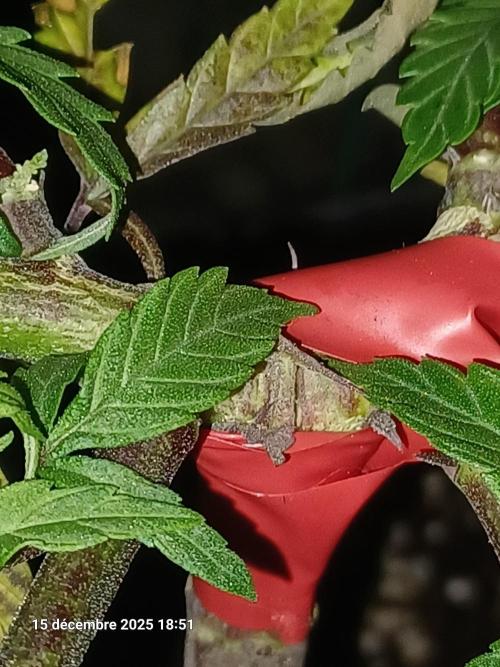 Vers l'inconnu et au-delà... Week 11