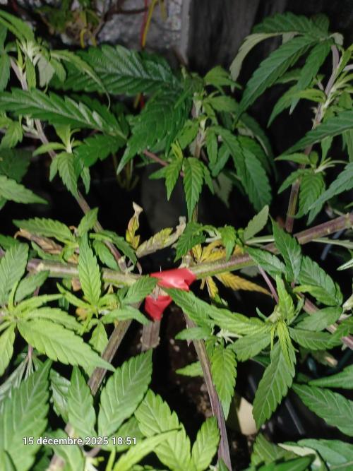 Vers l'inconnu et au-delà... Week 11