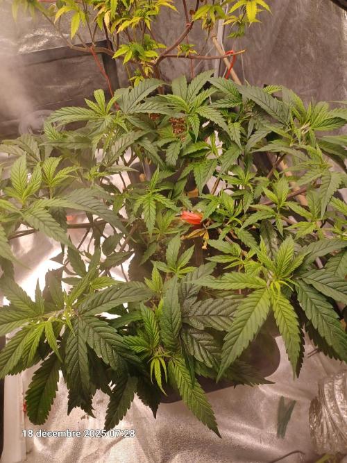 Vers l'inconnu et au-delà... Week 11