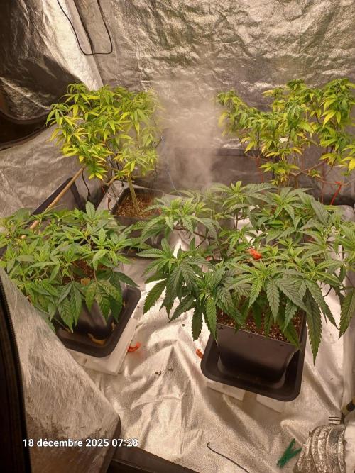 Vers l'inconnu et au-delà... Week 11