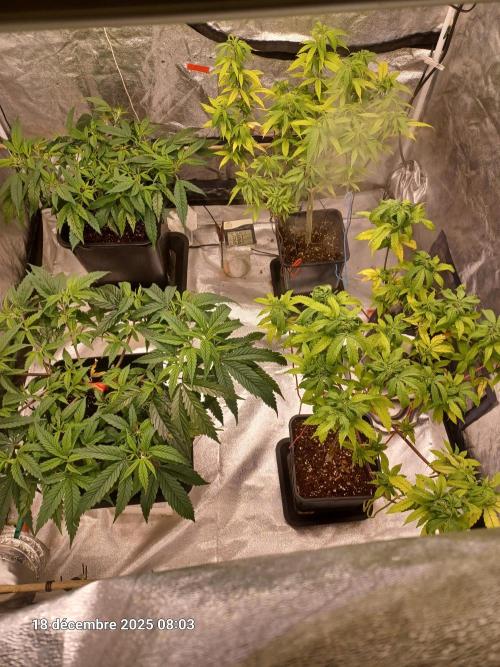 Vers l'inconnu et au-delà... Week 11