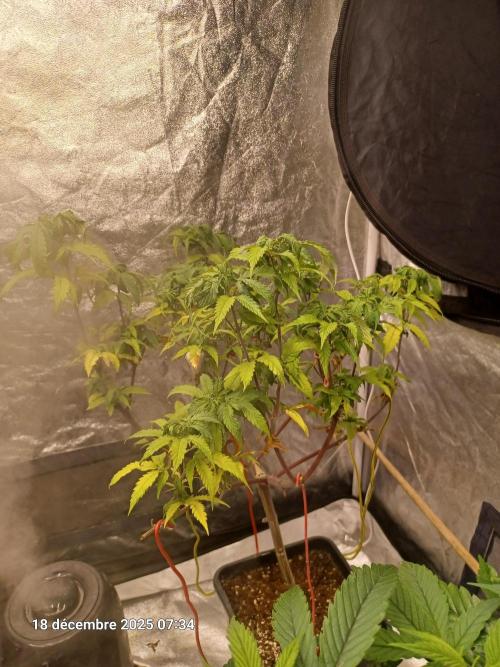 Vers l'inconnu et au-delà... Week 11