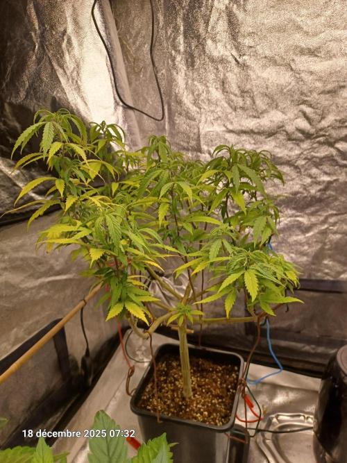 Vers l'inconnu et au-delà... Week 11