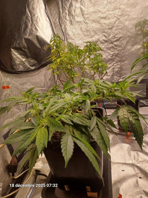 Vers l'inconnu et au-delà... Week 11