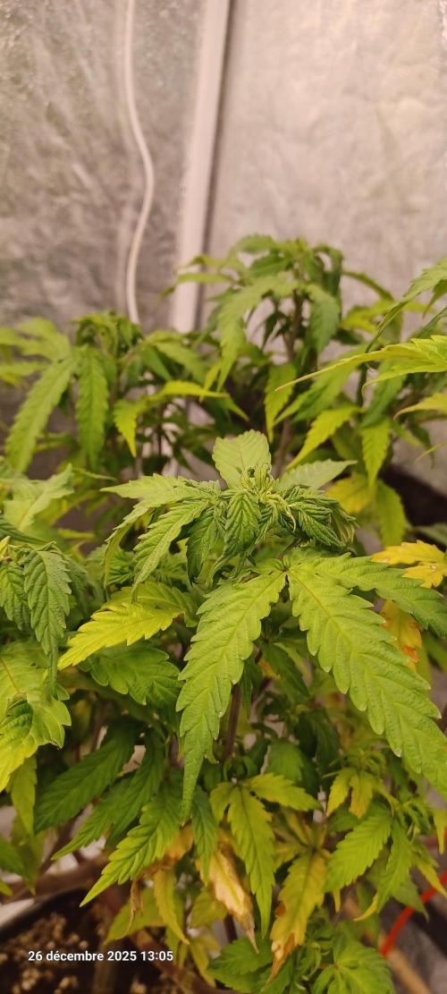 Vers l'inconnu et au-delà... Week 12