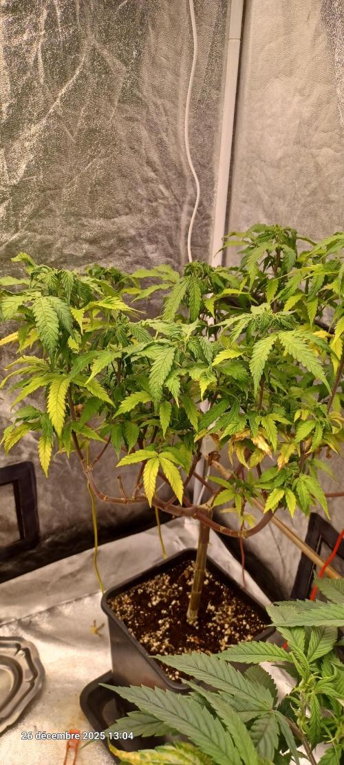 Vers l'inconnu et au-delà... Week 12