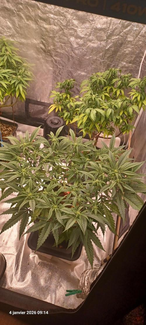 Vers l'inconnu et au-delà... Week 13