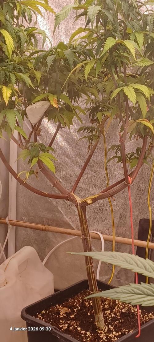 Vers l'inconnu et au-delà... Week 13